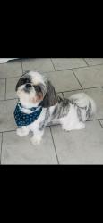 Reunited Male Dog last seen near Congress Street and Fountain Street in Milford, MA, Milford, MA 01757