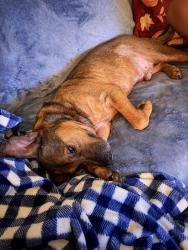 Reunited Male Dog last seen Beck dr, Richmond, VA 23223