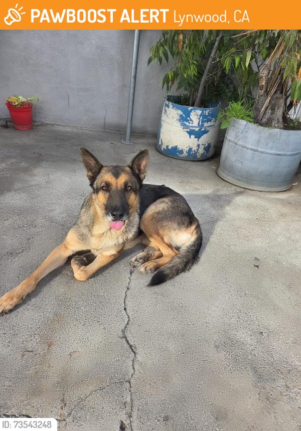 Found/Stray Female Dog last seen Atlantic and Sanborn, Lynwood, CA 90262