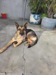 Found/Stray Female Dog last seen Atlantic and Sanborn, Lynwood, CA 90262