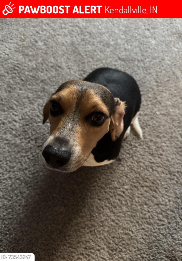 Lost Male Dog last seen West Ave. St RD 6, Kendallville, IN 46755
