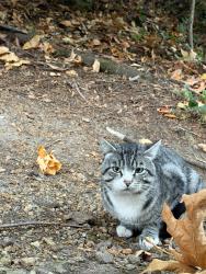 Found/Stray Male Cat last seen Tukwila Park, 62nd Ave S, S 153rd St, Tukwila, WA 98168