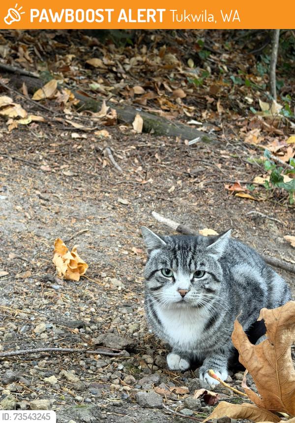 Found/Stray Male Cat last seen Tukwila Park, 62nd Ave S, S 153rd St, Tukwila, WA 98168