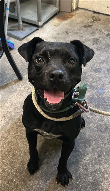 Shelter Stray Male Dog last seen STANFORD AVE & COLFAX ST, 2127 Front St, Sacramento, CA 95818, USA