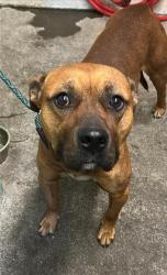 Shelter Stray Male Dog last seen STANFORD AVE & COLFAX ST, 2127 Front St, Sacramento, CA 95818, USA