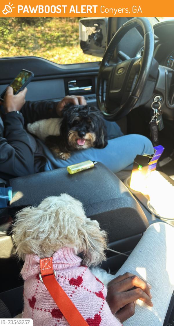 Found/Stray Male Dog last seen neighborhood near Heritage High school, Conyers, GA 30094