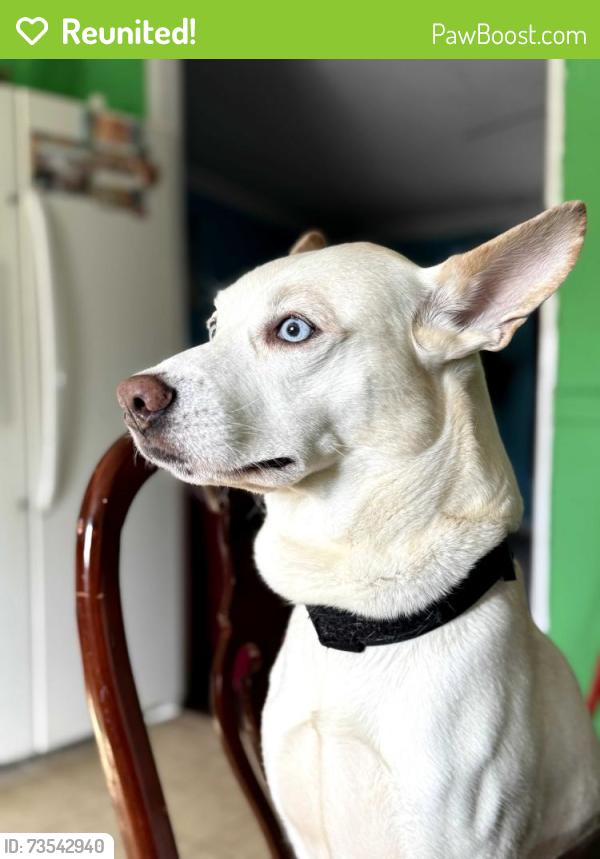 Reunited Male Dog last seen https://maps.app.goo.gl/i8x8uPGCs7wineXe8?g_st=ac, Forestbrook, SC 29579