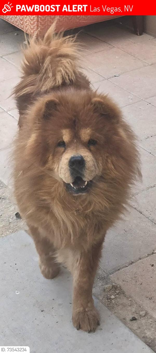 Lost Male Dog last seen Russell Rd and Broadbent Blvd, Las Vegas, NV 89122