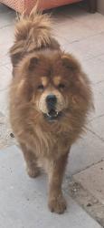 Lost Male Dog last seen Russell Rd and Broadbent Blvd, Las Vegas, NV 89122