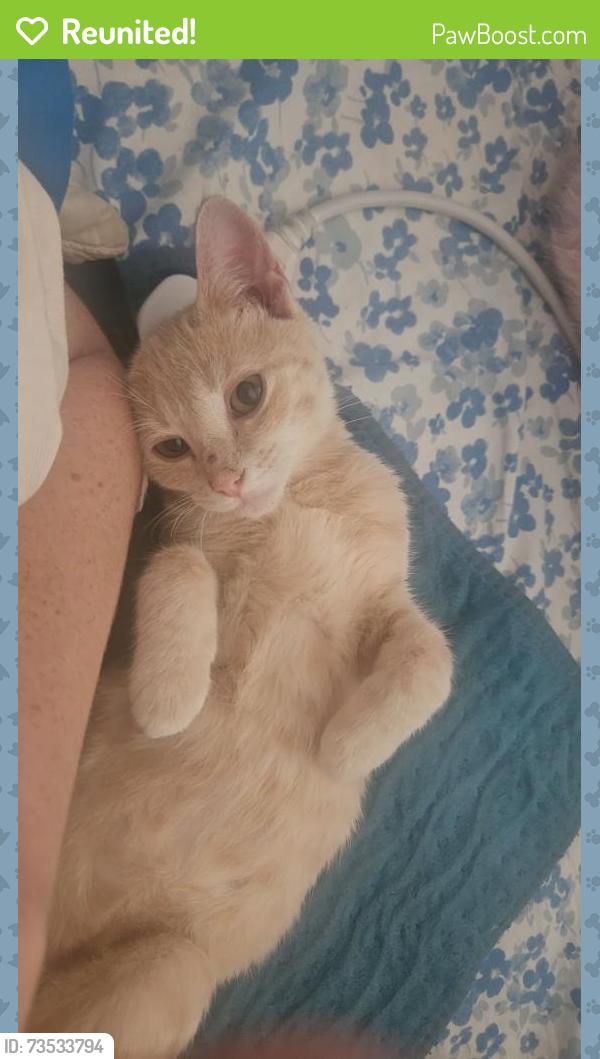 Reunited Female Cat last seen Ranch Rd Georgetown Texas, Georgetown, TX 78633