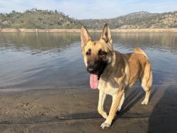 Reunited Male Dog last seen Near E Turner Ave, Fresno, CA 93727, USA, Fresno, CA 93727
