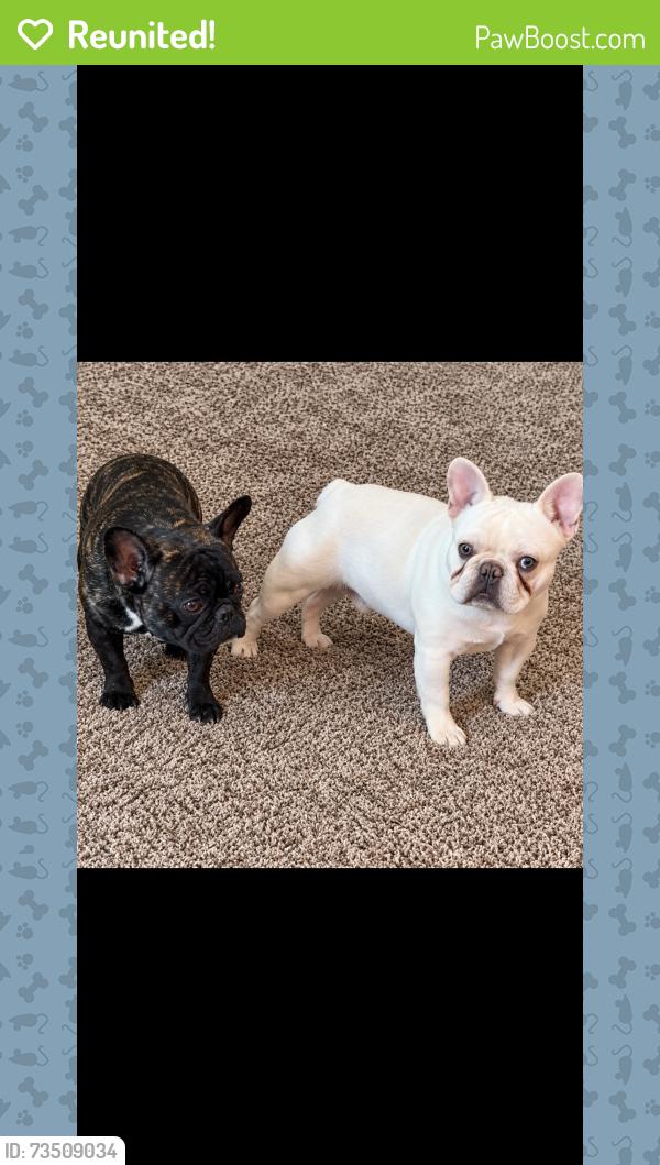 Reunited Unknown Dog last seen John Adam’s middle school, Albuquerque, NM 87105