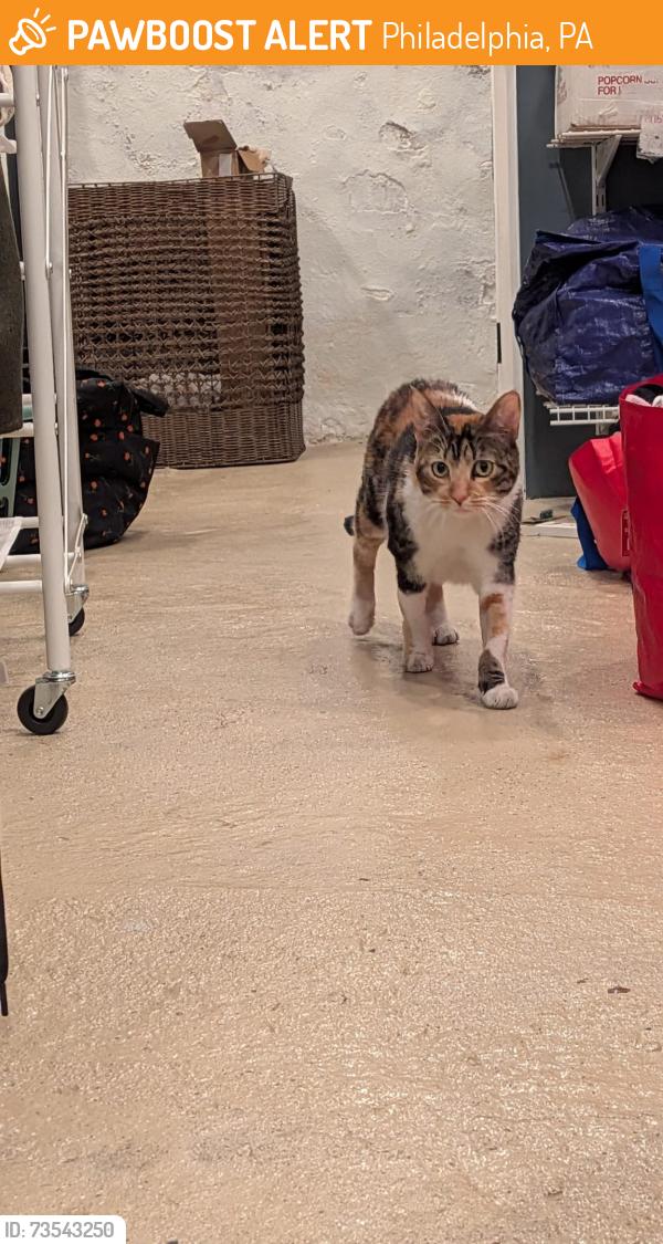 Found/Stray Female Cat last seen N. 29th and Girard Sts., Philadelphia, PA 19132