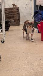 Found/Stray Female Cat last seen N. 29th and Girard Sts., Philadelphia, PA 19132