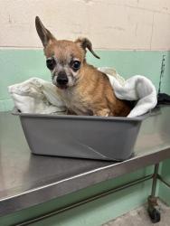Shelter Stray Male Dog last seen X ST & STOCKTON BLVD, 2127 Front St, Sacramento, CA 95818, USA