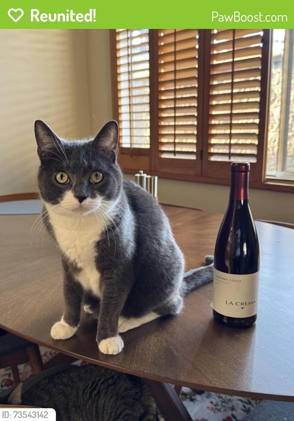 Reunited Male Cat last seen 1st and orange, Long Beach, CA 90802