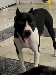Reunited Male Dog last seen Near Lazy Valley Dr, Katy, TX 77449, USA, Katy, TX 77449