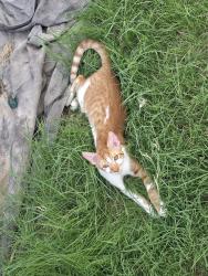 Lost Male Cat last seen 95th Ave and Olive Ave, Peoria, AZ 85345