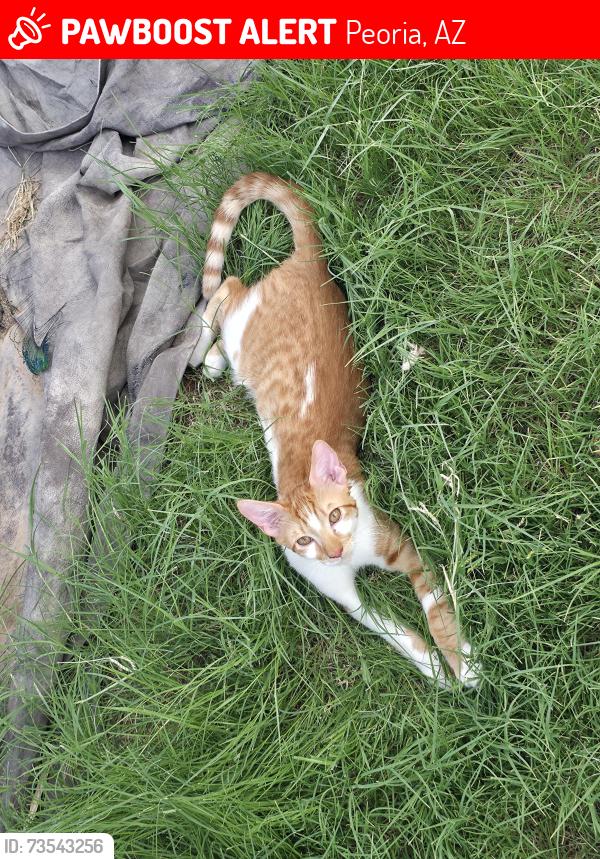Lost Male Cat last seen 95th Ave and Olive Ave, Peoria, AZ 85345