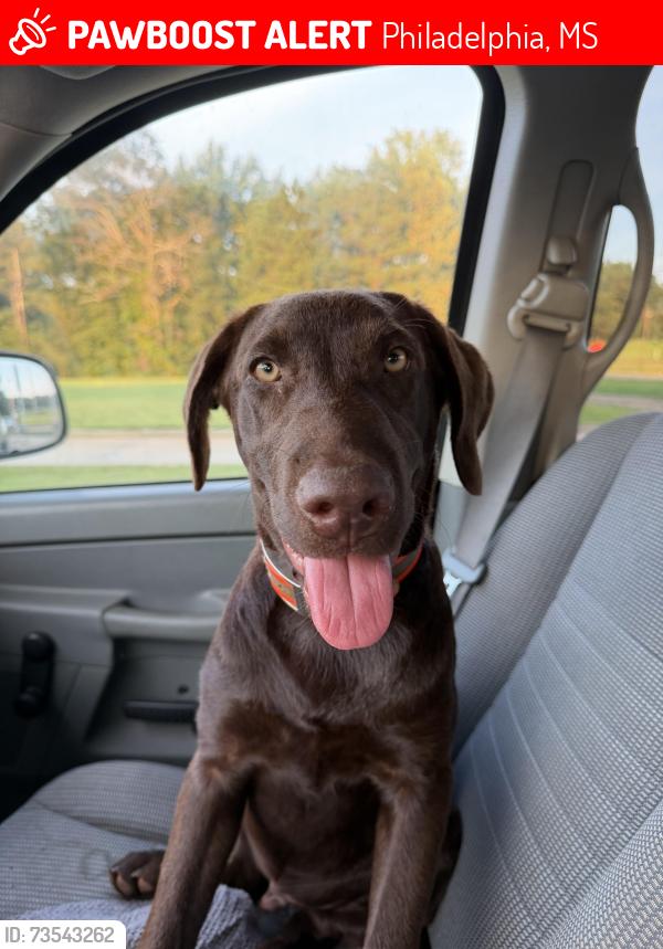Lost Male Dog last seen Near Road 149 Philadelphia,MS, Philadelphia, MS 39350