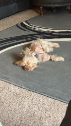 Reunited Female Dog last seen Bramble dr & Guess Rd, Durham, NC 27712