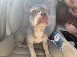 Found/Stray Female Dog last seen Near unc dermatology in Durham, Durham, NC 27701