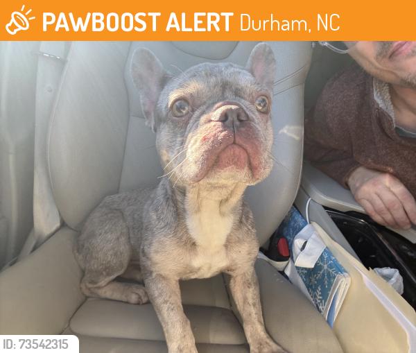 Found/Stray Female Dog last seen Near unc dermatology in Durham, Durham, NC 27701