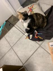 Lost Female Cat last seen bonaire, Houston, TX 77065