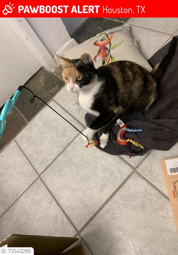 Lost Female Cat last seen bonaire, Houston, TX 77065