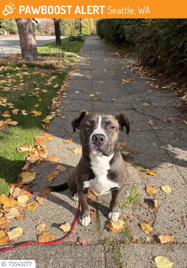 Found/Stray Female Dog last seen S Byron street Seattle, Seattle, WA 98144