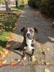 Found/Stray Female Dog last seen S Byron street Seattle, Seattle, WA 98144