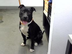 Shelter Stray Male Dog last seen 107TH AVE AND SOUTHERN AVE, 1920 S Lewis, Mesa, AZ 85210, USA