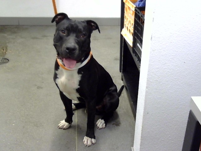 Shelter Stray Male Dog last seen 107TH AVE AND SOUTHERN AVE, 1920 S Lewis, Mesa, AZ 85210, USA