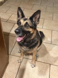 Reunited Female Dog last seen Bell and 66th st, Phoenix, AZ 85254