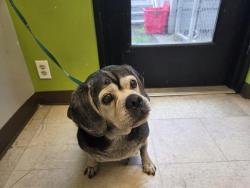 Shelter Stray Male Dog last seen Near BLOCK SE 144TH ST, RENTON WA 98059, 21615 64th Ave S, Kent, WA 98032, USA