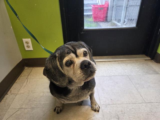 Shelter Stray Male Dog last seen Near BLOCK SE 144TH ST, RENTON WA 98059, 21615 64th Ave S, Kent, WA 98032, USA