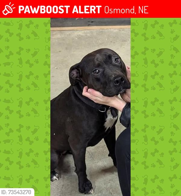 Lost Female Dog last seen Near North Hill Street, Osmond, NE 68765