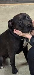 Lost Female Dog last seen Near North Hill Street, Osmond, NE 68765