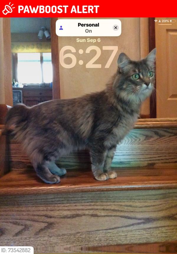 Lost Female Cat last seen S. Carefree Cir and Oro Blanco Dr, Colorado Springs, CO 80917