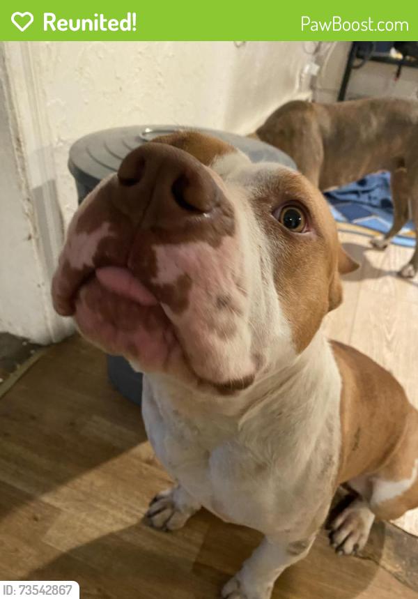 Reunited Male Dog last seen Salem turnpike nw, Roanoke, VA 24017