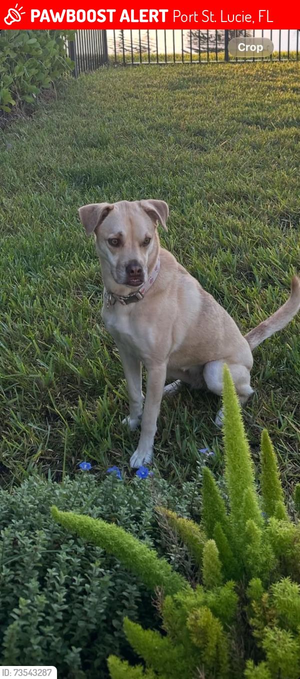 Lost Female Dog last seen PGA Verano, Port St. Lucie, FL 34987