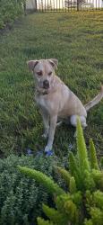 Lost Female Dog last seen PGA Verano, Port St. Lucie, FL 34987