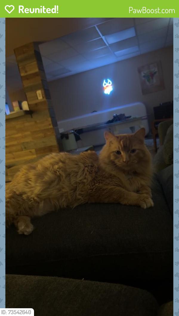 Reunited Male Cat last seen Summerchase Neighborhood, Fenton, MO 63026