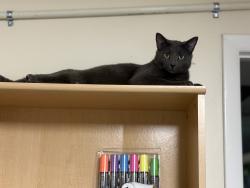 Lost Male Cat last seen Penn shop Road, Penn Shop Rd, MD 21771