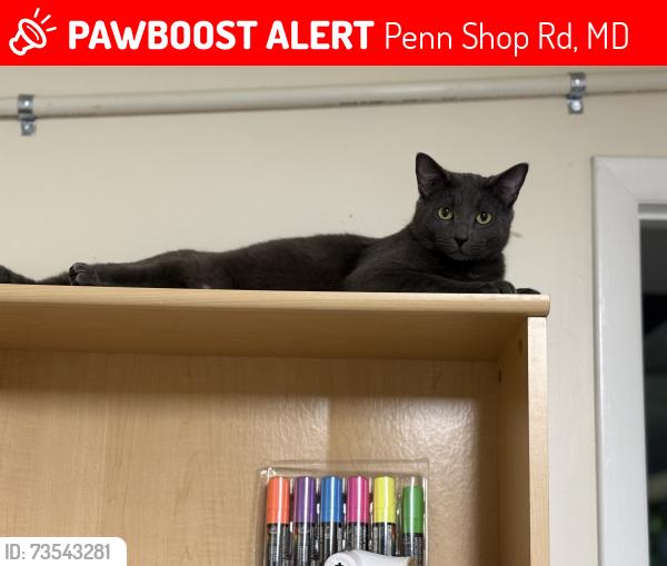 Lost Male Cat last seen Penn shop Road, Penn Shop Rd, MD 21771