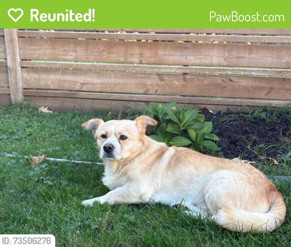 Reunited Male Dog last seen Southdown and Royal Windsor dr, Mississauga, ON L5J 2Y4