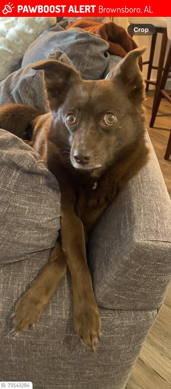 Lost Female Dog last seen Dug hill rd, Brownsboro, AL 35741
