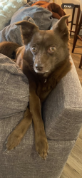 Lost Female Dog last seen Dug hill rd, Brownsboro, AL 35741