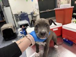 Shelter Stray Female Dog last seen NEAR 30723 BRIGHTON WAY, 72050 Pet Land Pl, Thousand Palms, CA 92276, USA