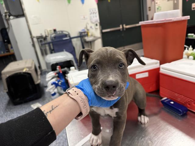 Shelter Stray Female Dog last seen NEAR 30723 BRIGHTON WAY, 72050 Pet Land Pl, Thousand Palms, CA 92276, USA